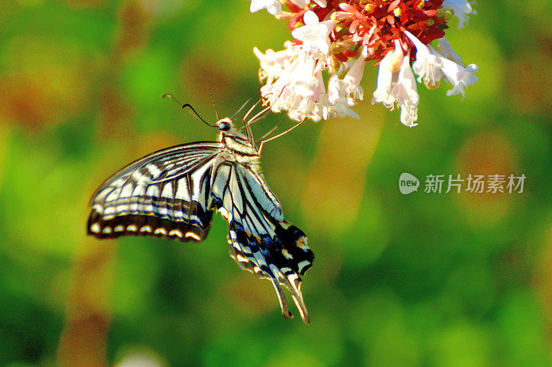 蝴蝶/燕尾蝶和桔梗花